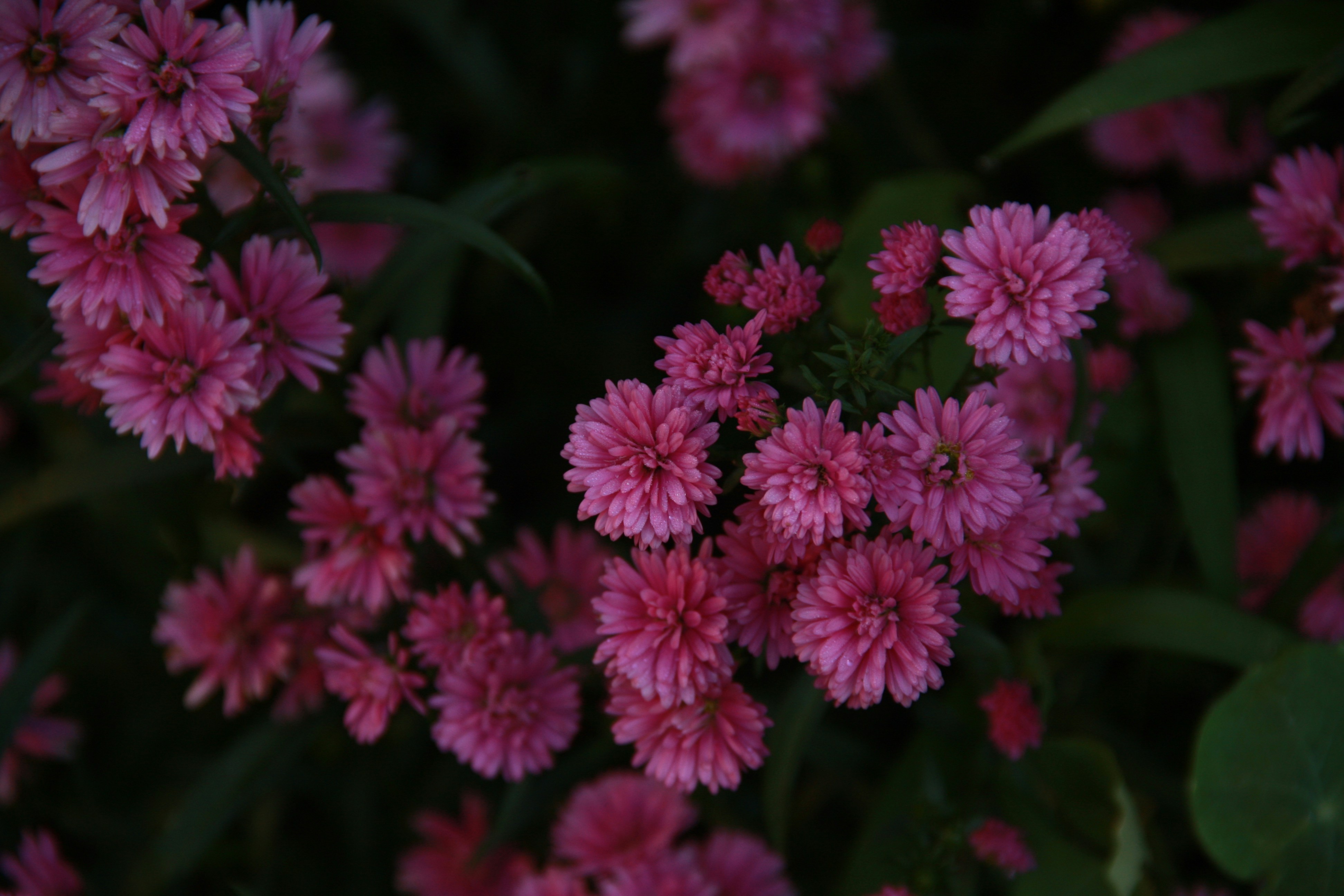 Photo by tathithuthuy