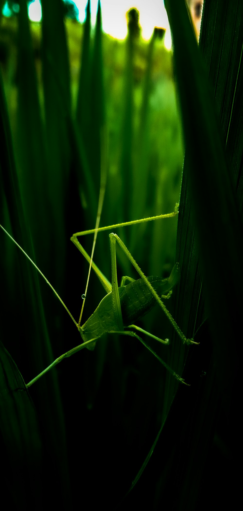 a close up of a grasshopper on a sunny day