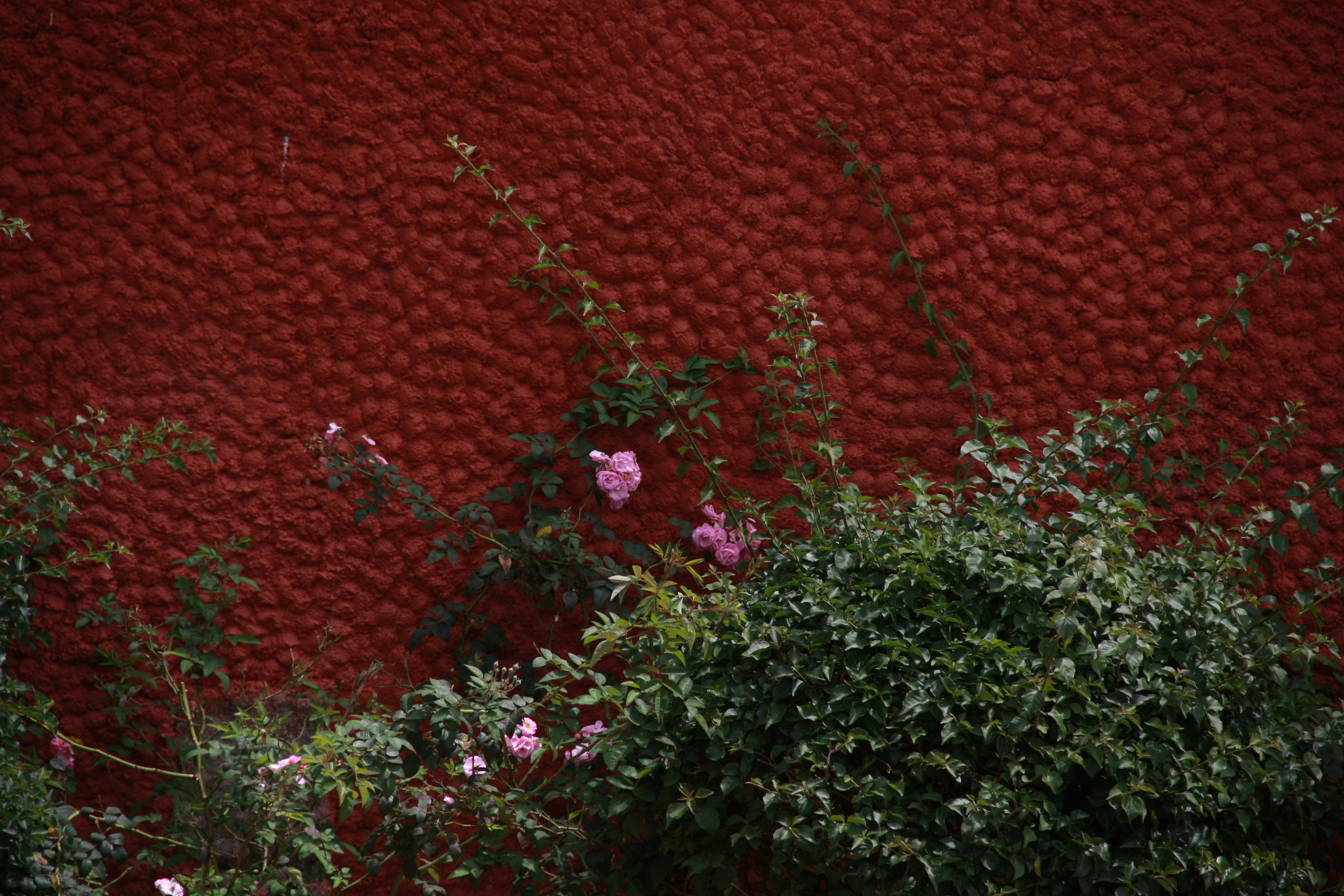 Kaiser Rose Wallpaper Pictures | Download Free Images on Unsplash