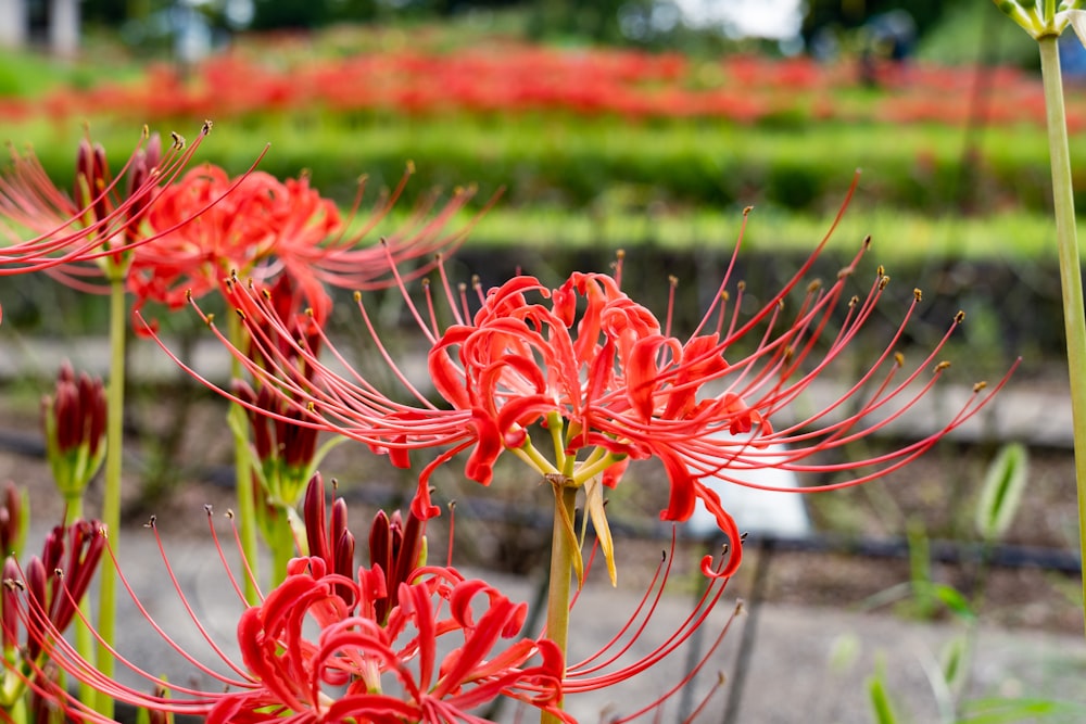 a bunch of red flowers that are in a field