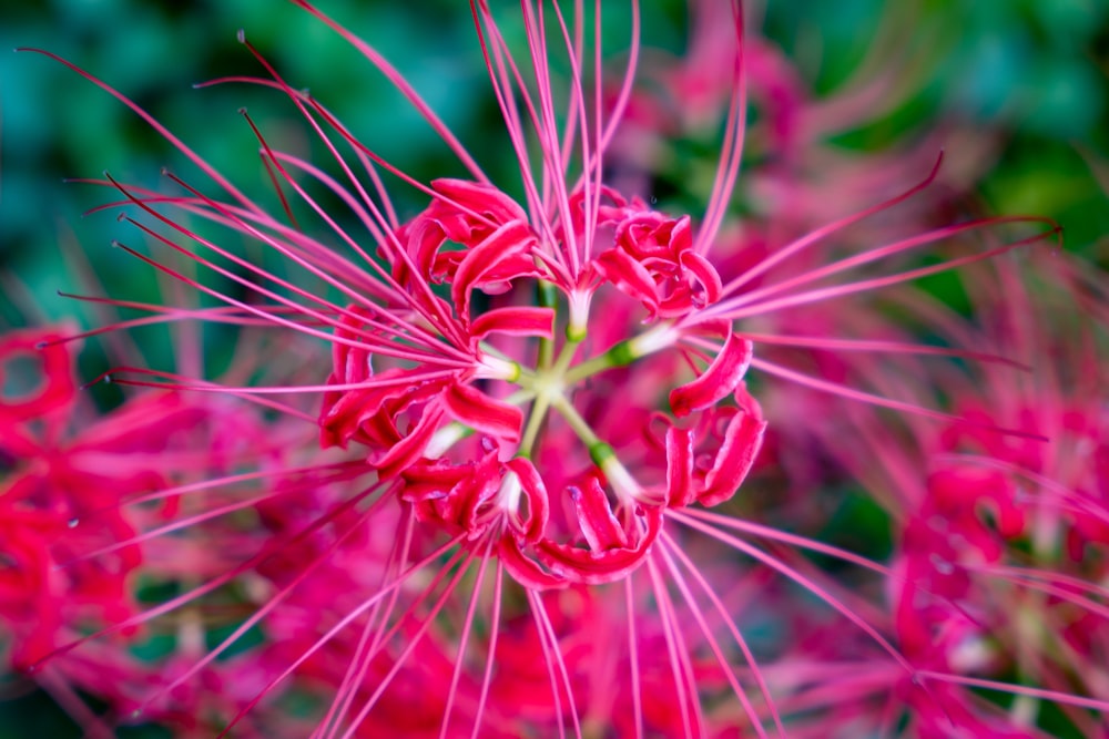 a close up of a pink flower with green leaves in the background