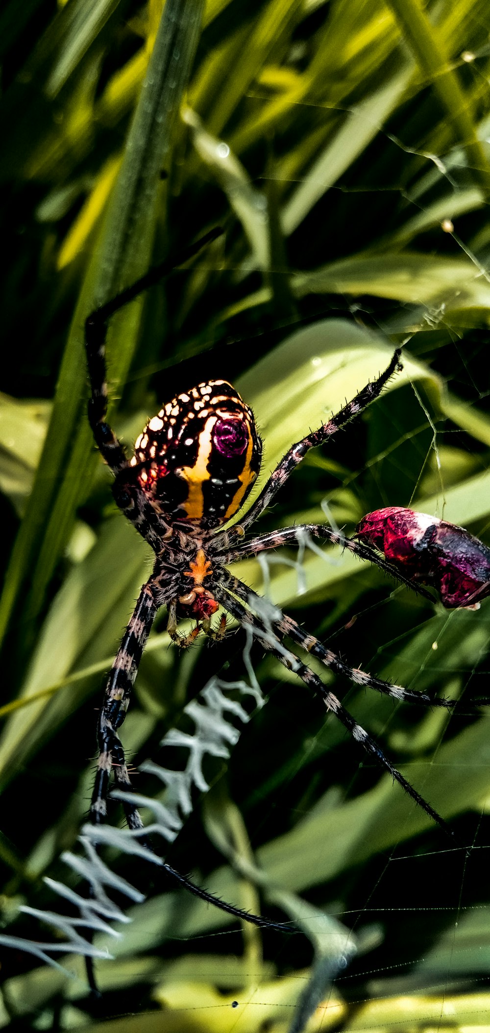 a close up of a spider on a plant