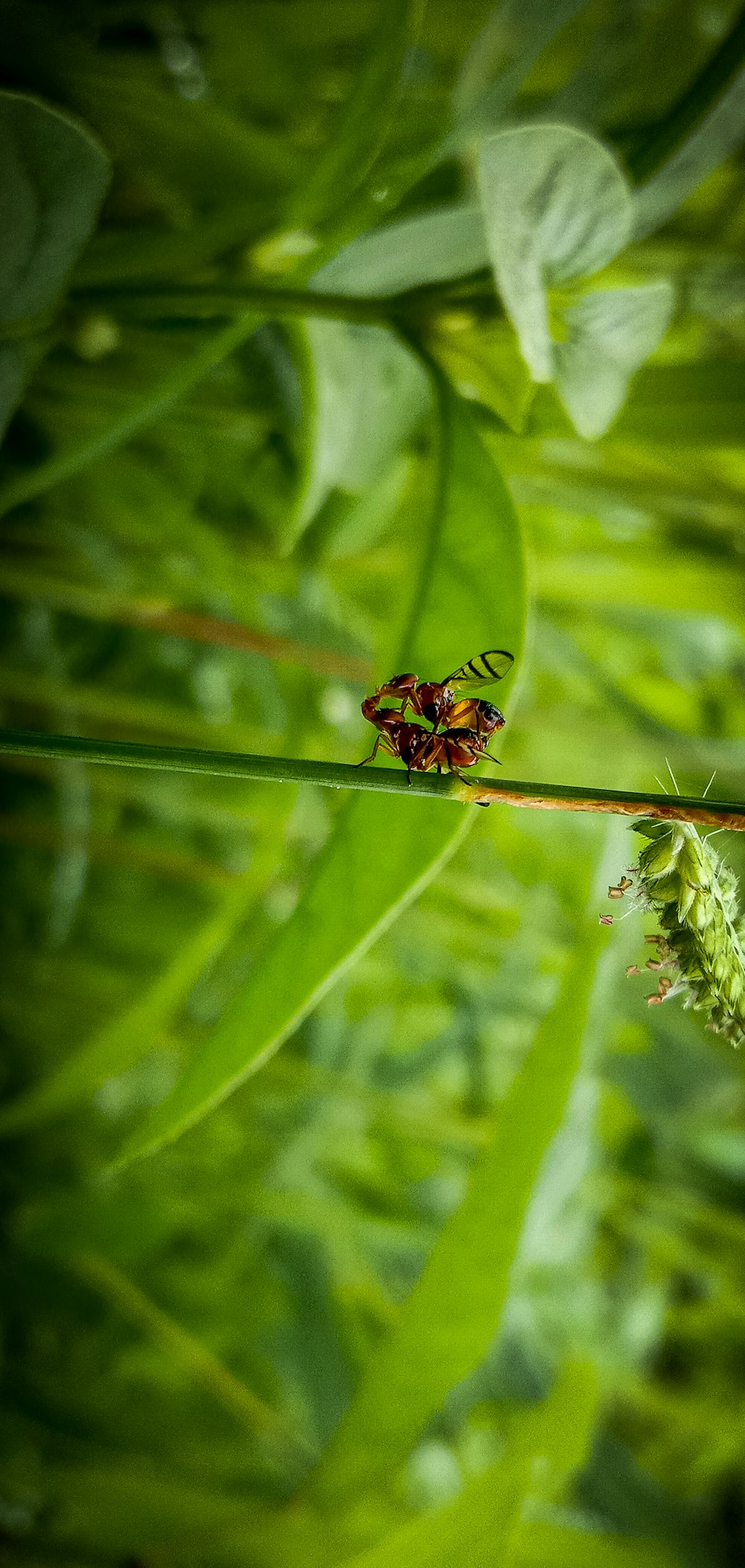 a bug sitting on top of a green leaf