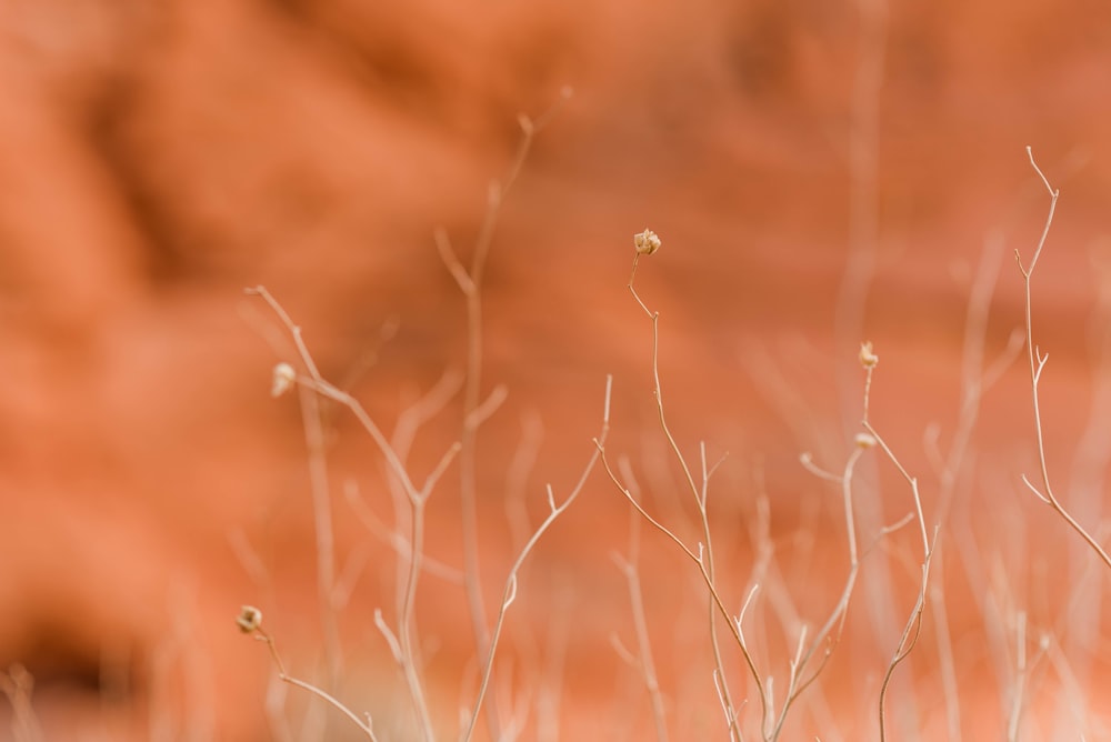 a small bird sitting on top of a dry grass field