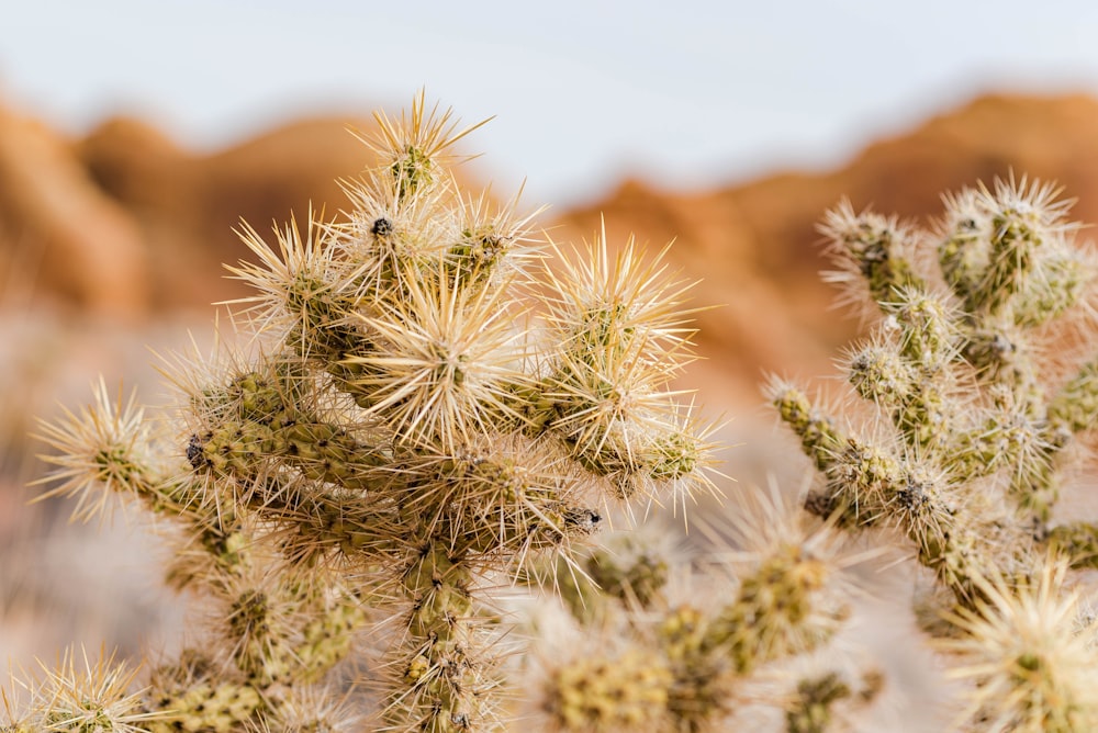 a close up of a cactus plant with mountains in the background