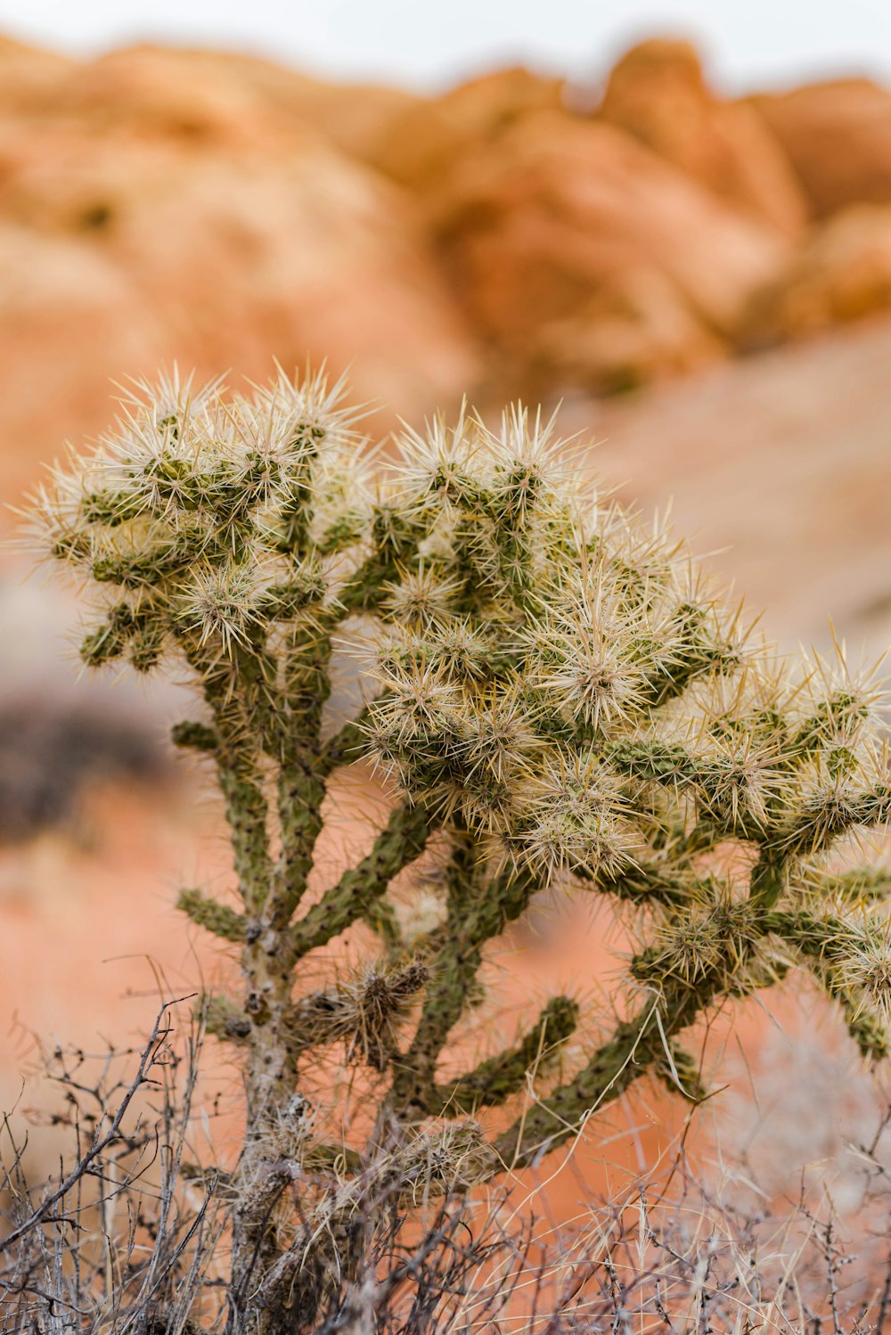 a small cactus in the middle of a desert