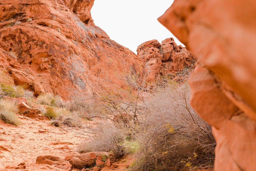 a rock formation with a small bush growing out of it