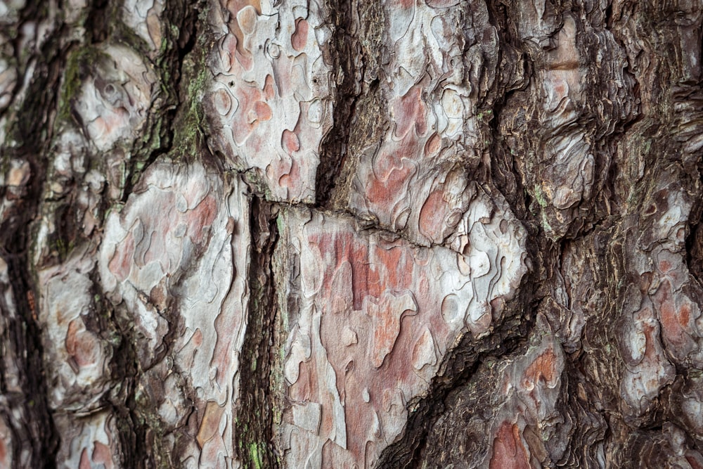 Un primer plano de la corteza de un árbol con pintura roja y blanca