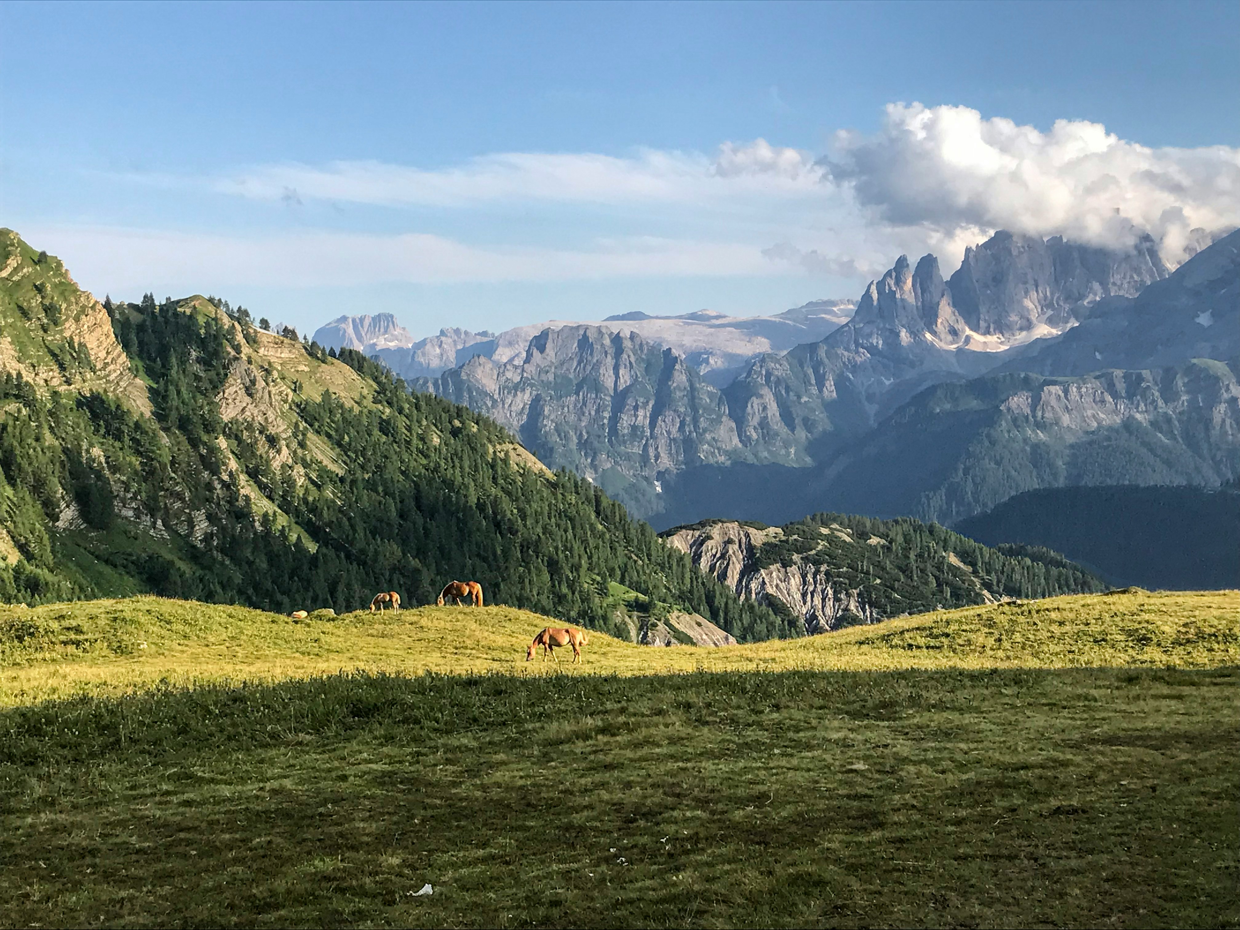 Greggi e Like: Come la Pastorizia della Valle Gesso Parla al Mondo di Oggi
