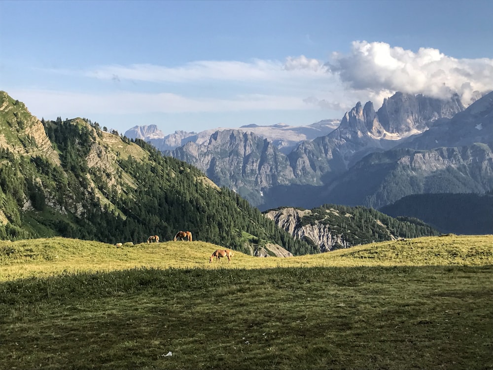 a group of horses grazing on a lush green hillside