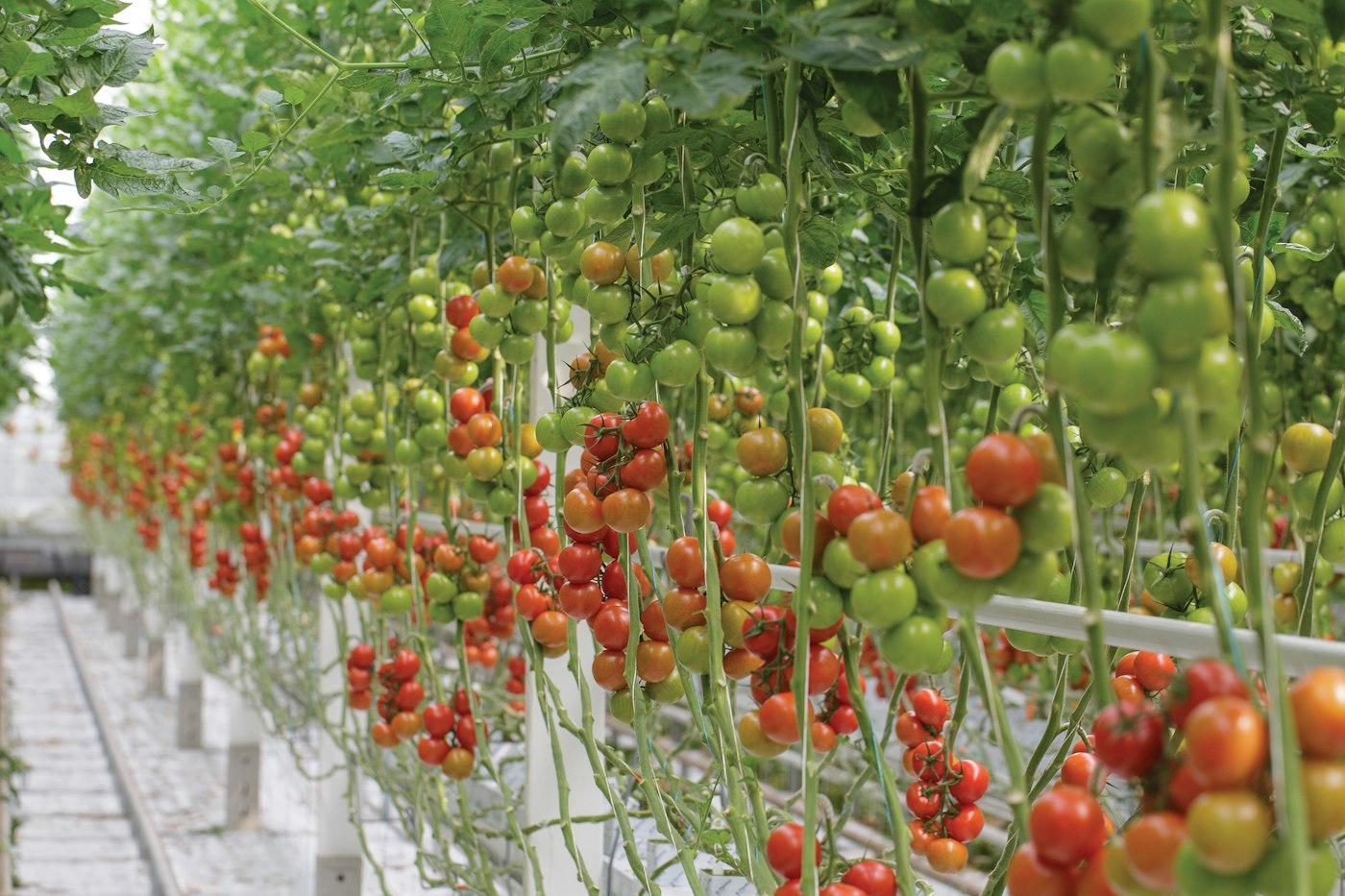 Row of ripening green and red tomatoes