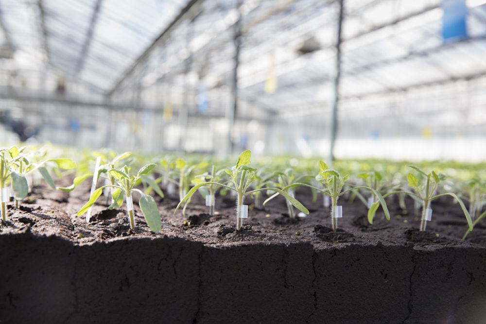 a group of young plants growing in a greenhouse