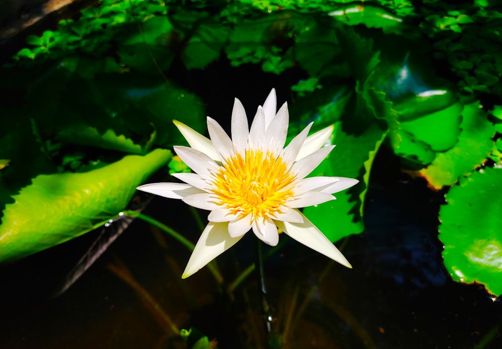 a white and yellow water lily in a pond