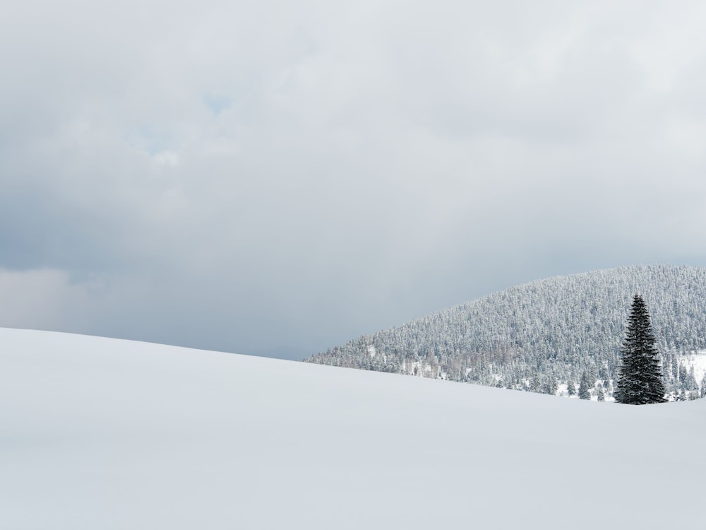 a lone tree stands in the middle of a snowy field