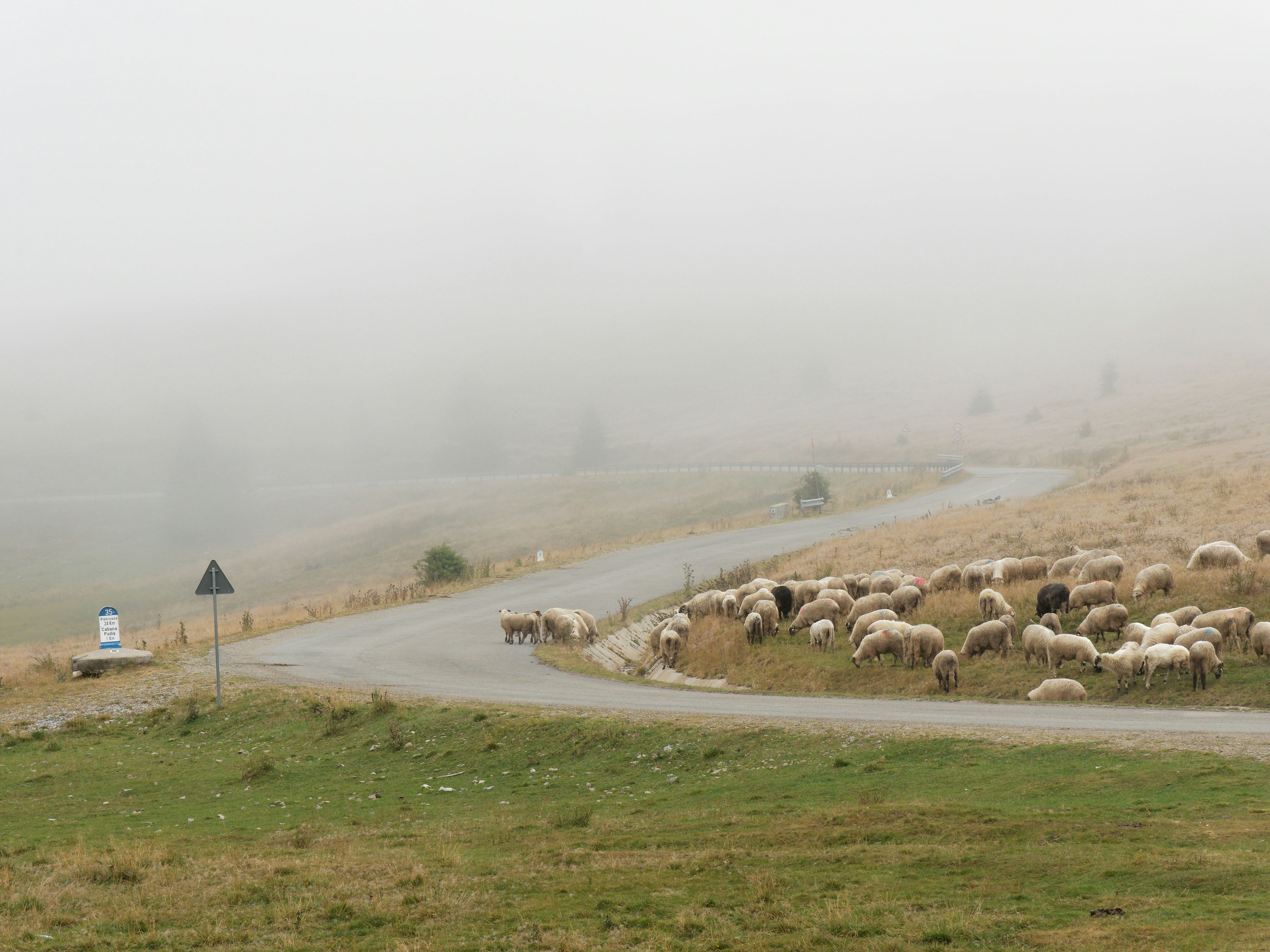 um rebanho de ovelhas em uma estrada nebulosa