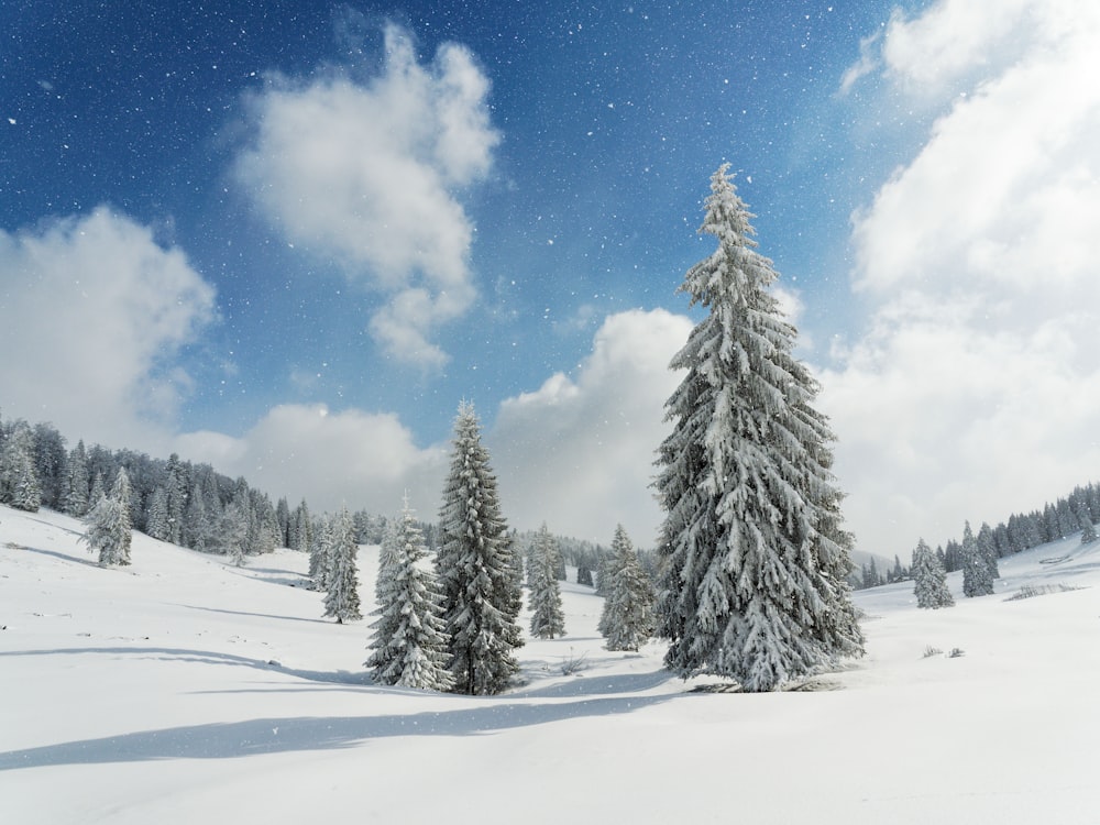 a snowy landscape with trees and a sky full of stars