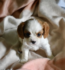 A small puppy with white fur and light brown markings is sitting on a soft, light-colored blanket. The puppy has large, expressive eyes and appears to be looking directly at the camera.