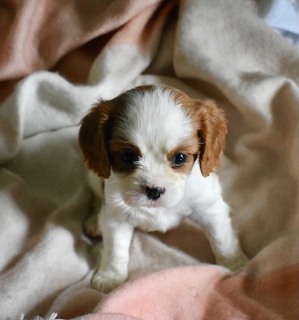 A playful 12-week-old Yorkie puppy with bright eyes and a shiny coat sitting on a soft blanket.