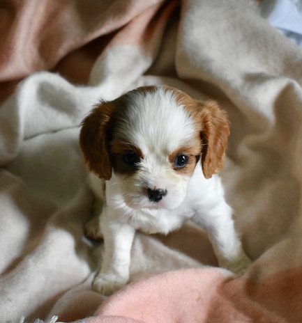 A playful 12-week-old Yorkie puppy with bright eyes and a shiny coat sitting on a soft blanket.