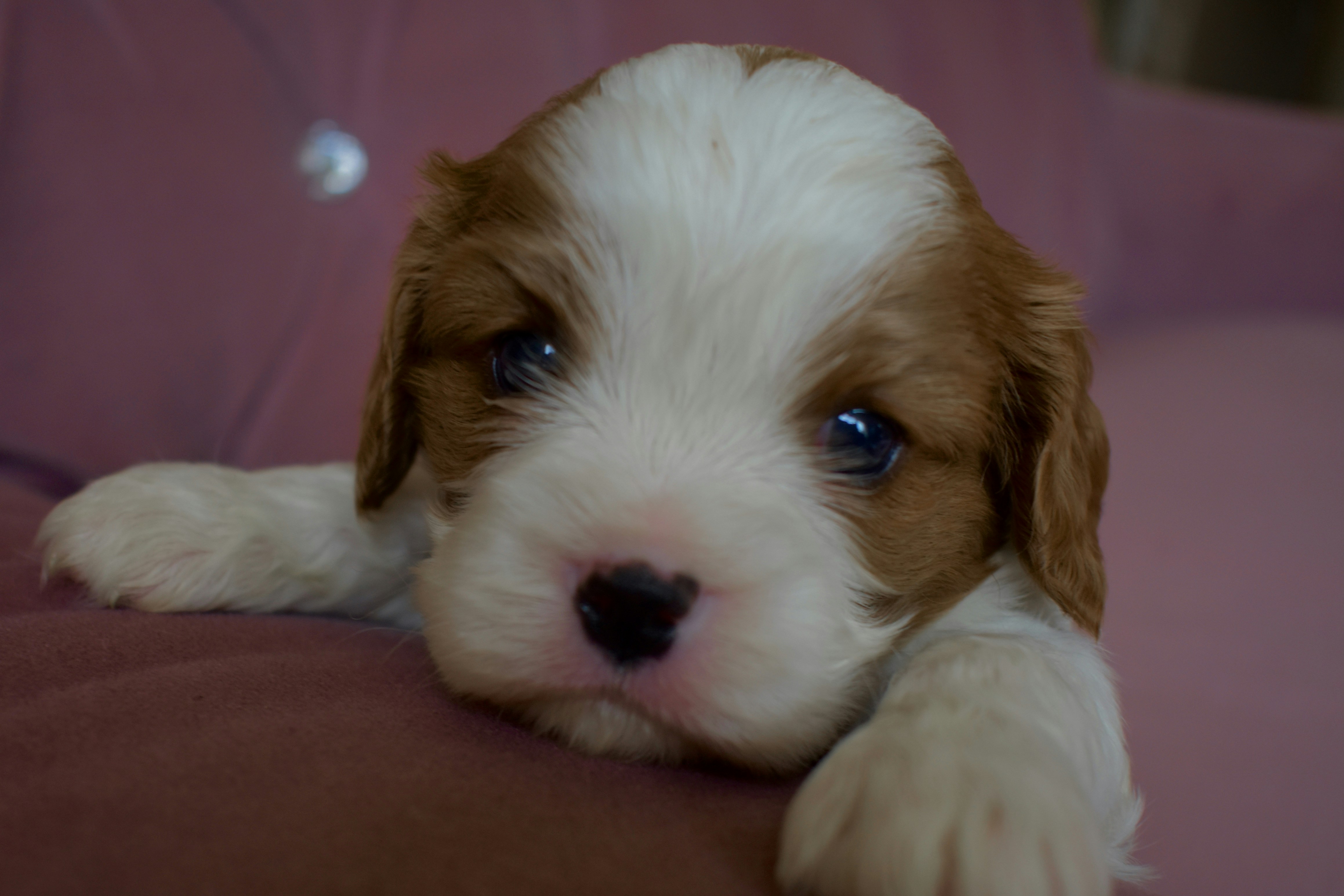 Yorkie Puppy for Sale