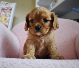 Elegant Pomeranian puppy sitting gracefully on a plush velvet cushion.