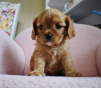 A small, fluffy puppy with light brown fur sits on a soft, light pink plush chair. The background includes a colorful floral pattern and some blurred shelves.
