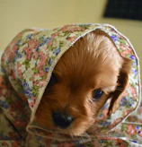 A curious puppy peeking out from under a knitted throw, eyes bright and alert.