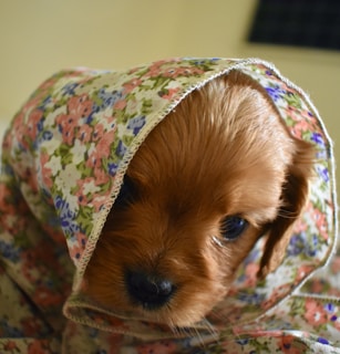 A close-up of a puppy’s curious eyes peeking out from behind a cozy blanket.