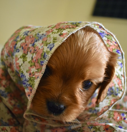 A close-up of a puppy’s curious eyes peeking out from behind a cozy blanket.
