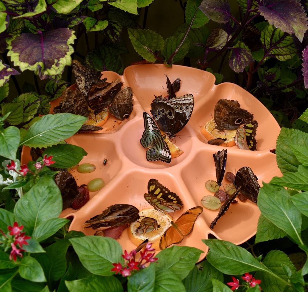 a group of butterflies sitting on top of a plate