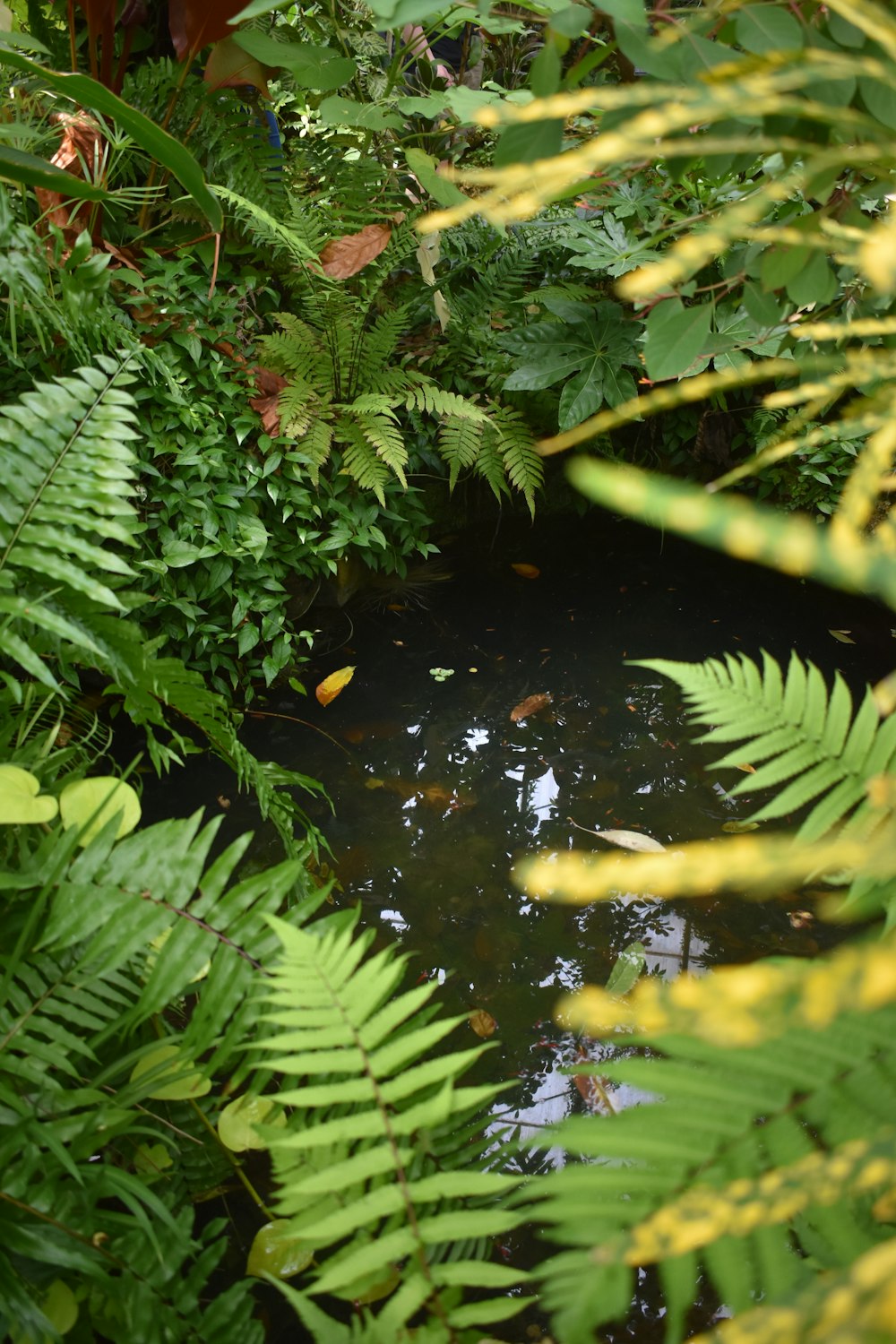 a pond surrounded by lush green plants and yellow flowers