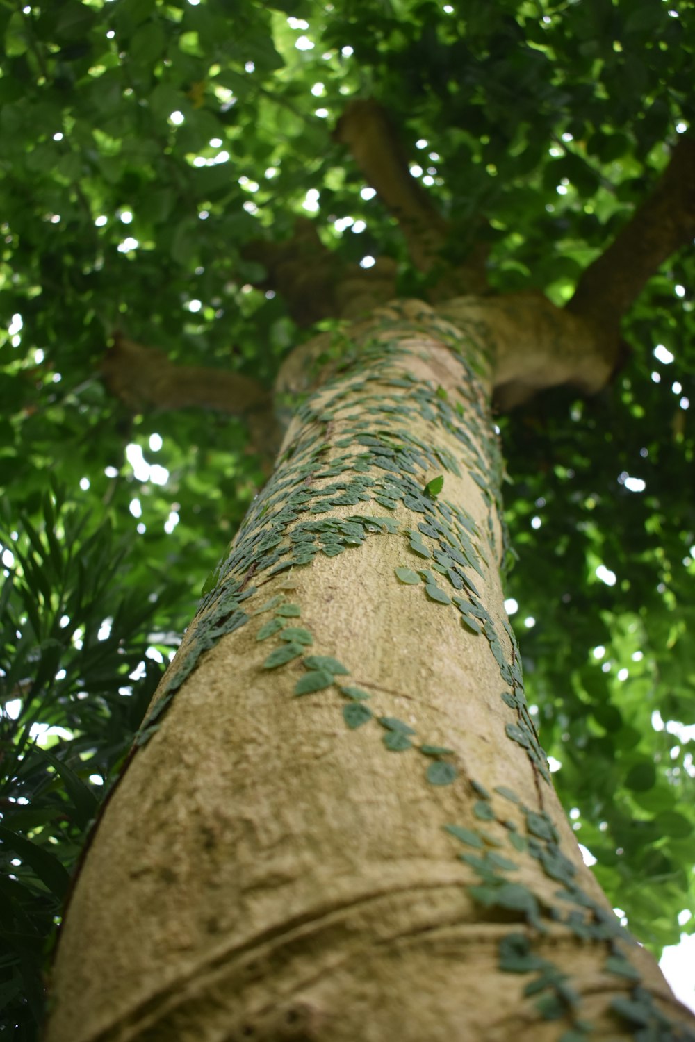 a tall tree with vines growing on it's trunk