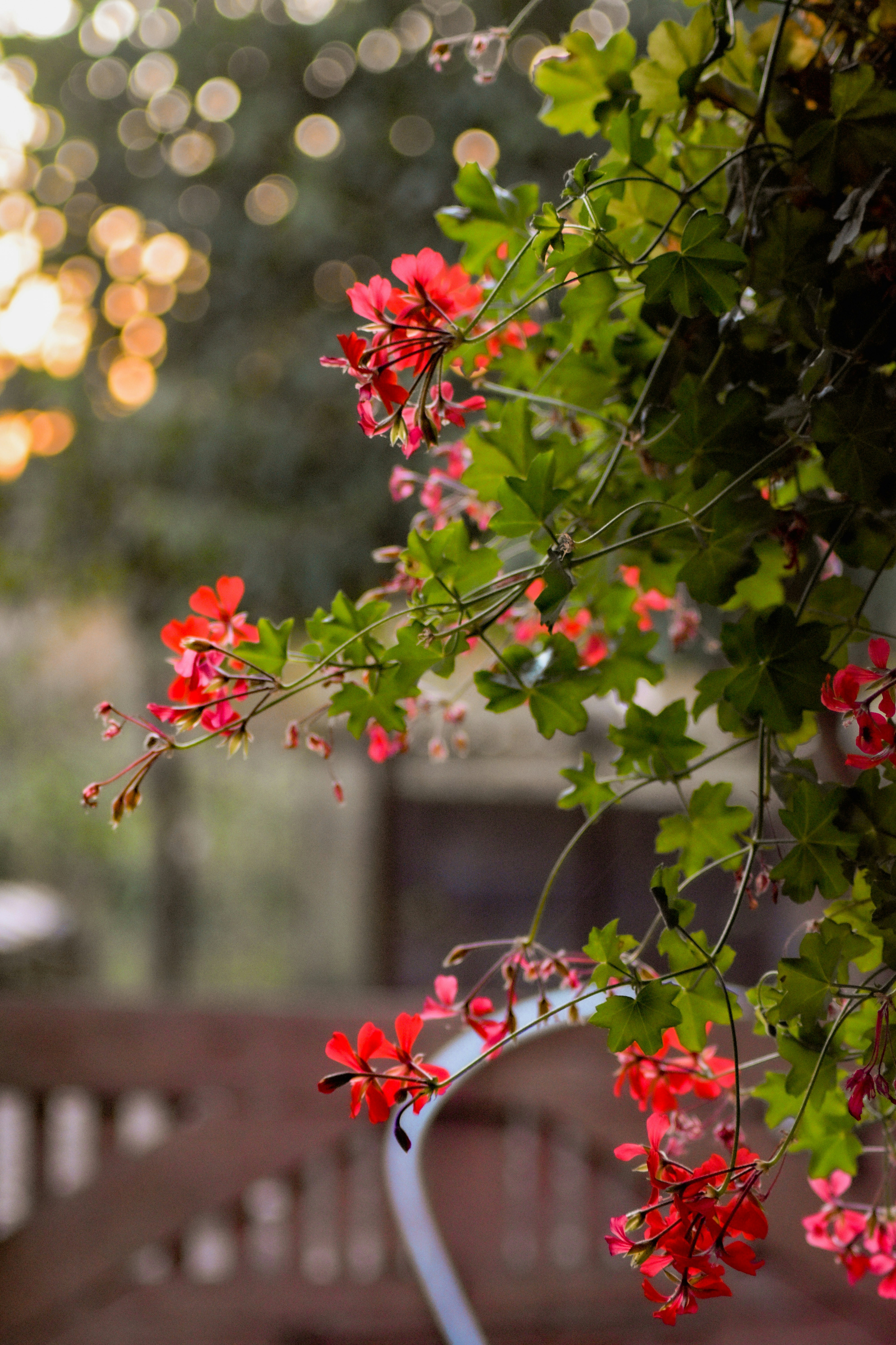 Photo by rebeca_adnana_f