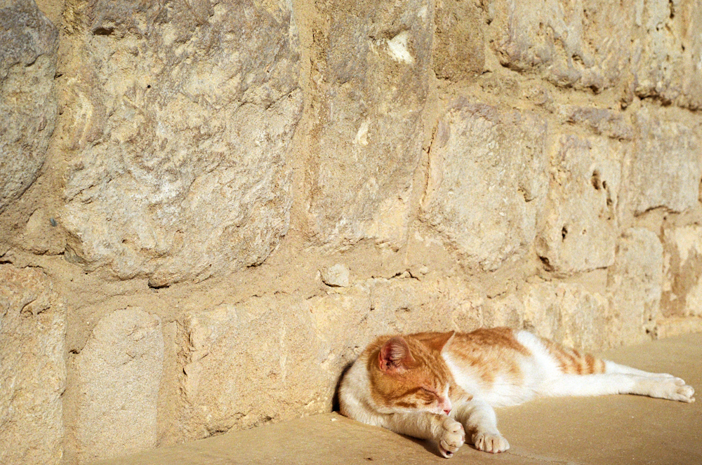 an orange and white cat laying on the ground next to a stone wall