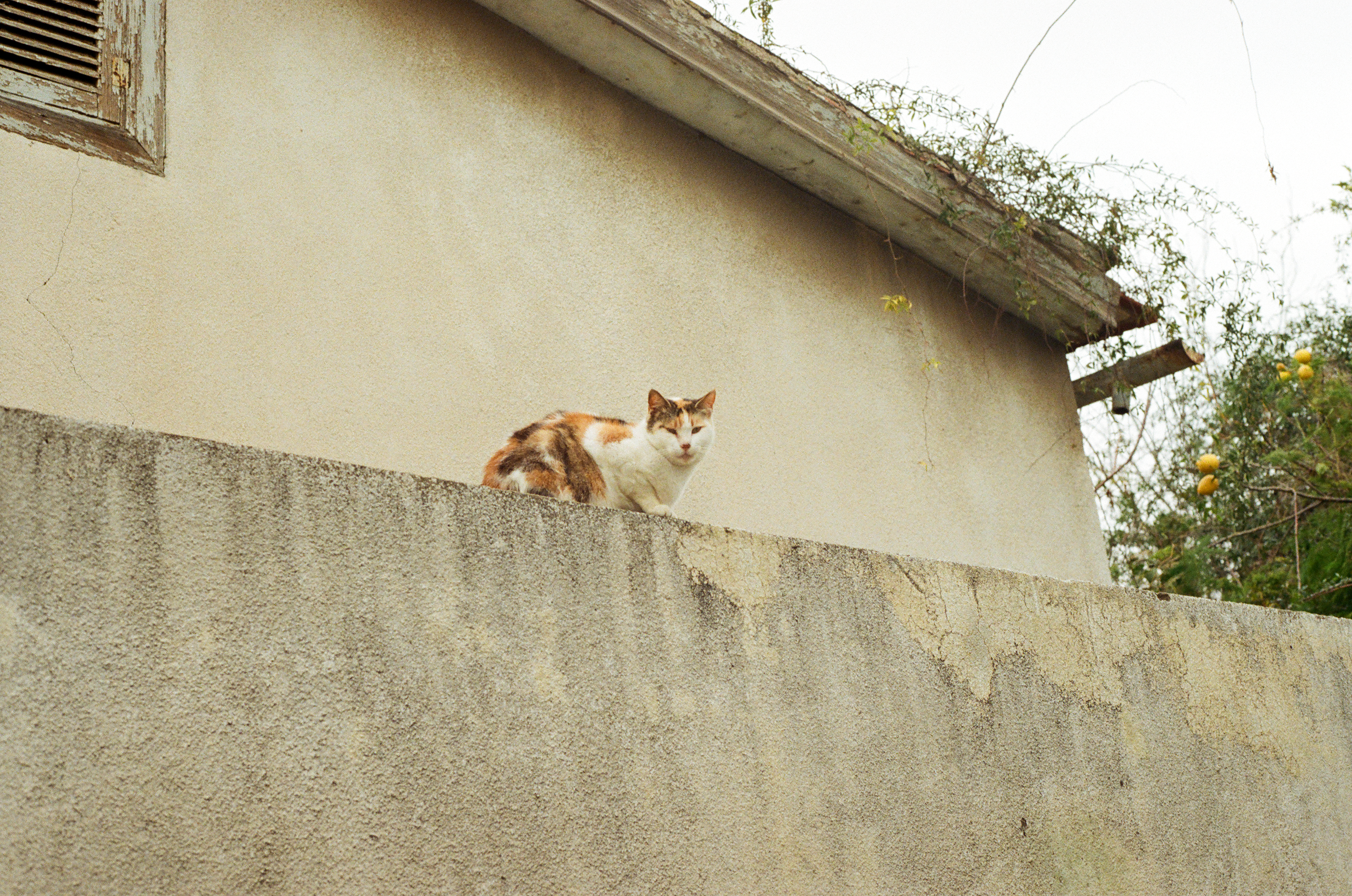 OMG！貓咪睡姿竟洩漏你的秘密！準到發毛！