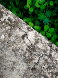 A cracked concrete surface with visible weathering and discoloration. In the background, lush green leaves and vegetation can be seen, providing a stark contrast to the rough texture of the concrete.