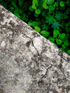 A cracked concrete surface with visible weathering and discoloration. In the background, lush green leaves and vegetation can be seen, providing a stark contrast to the rough texture of the concrete.