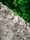 A cracked concrete surface with visible weathering and discoloration. In the background, lush green leaves and vegetation can be seen, providing a stark contrast to the rough texture of the concrete.