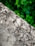 A cracked concrete surface with visible weathering and discoloration. In the background, lush green leaves and vegetation can be seen, providing a stark contrast to the rough texture of the concrete.