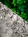 A cracked concrete surface with visible weathering and discoloration. In the background, lush green leaves and vegetation can be seen, providing a stark contrast to the rough texture of the concrete.