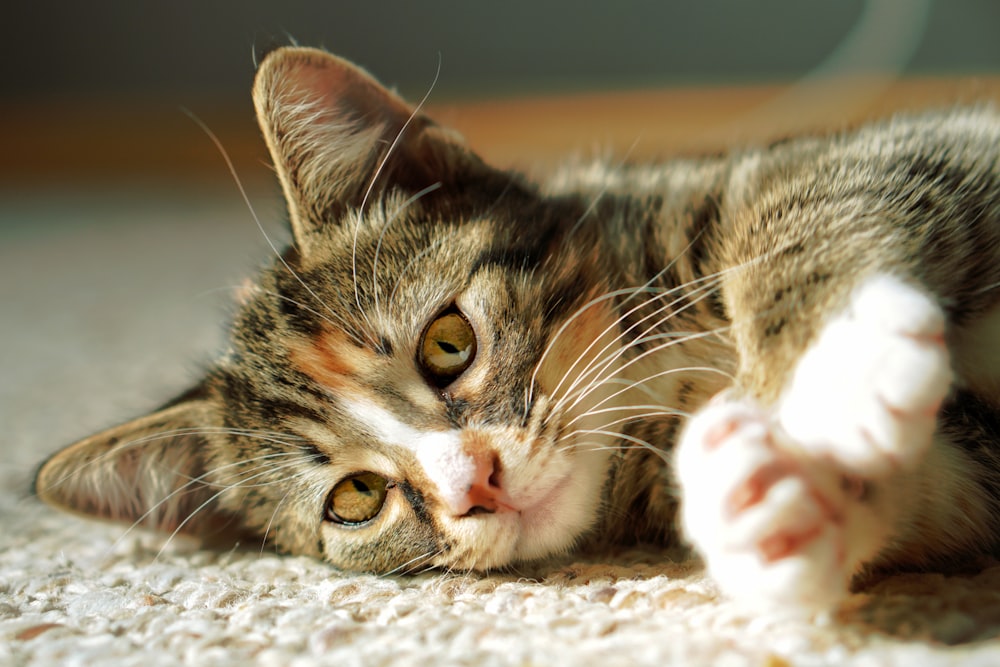 a cat is laying on the floor and looking at the camera