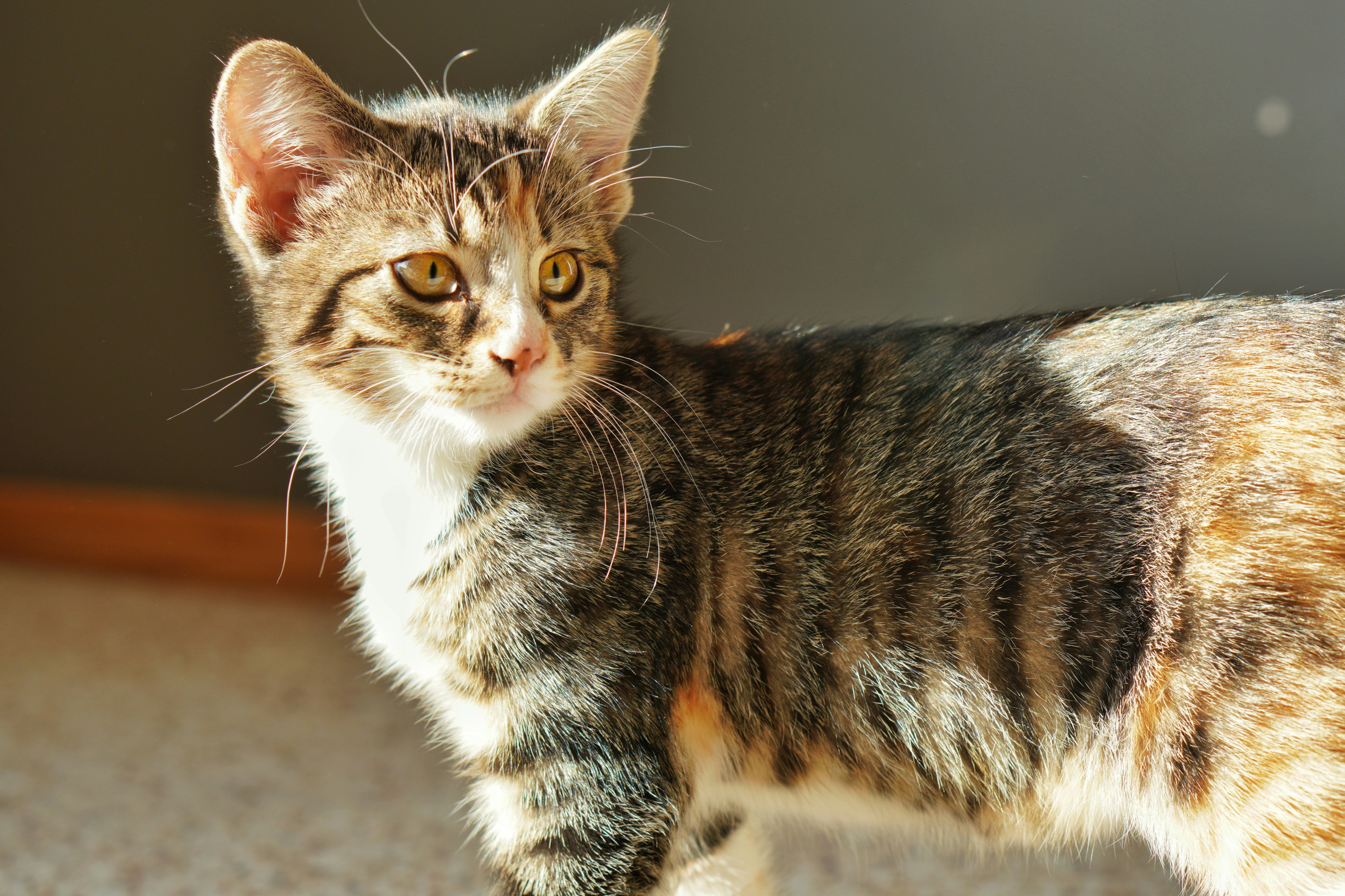 Photo by the_ahnafpiash