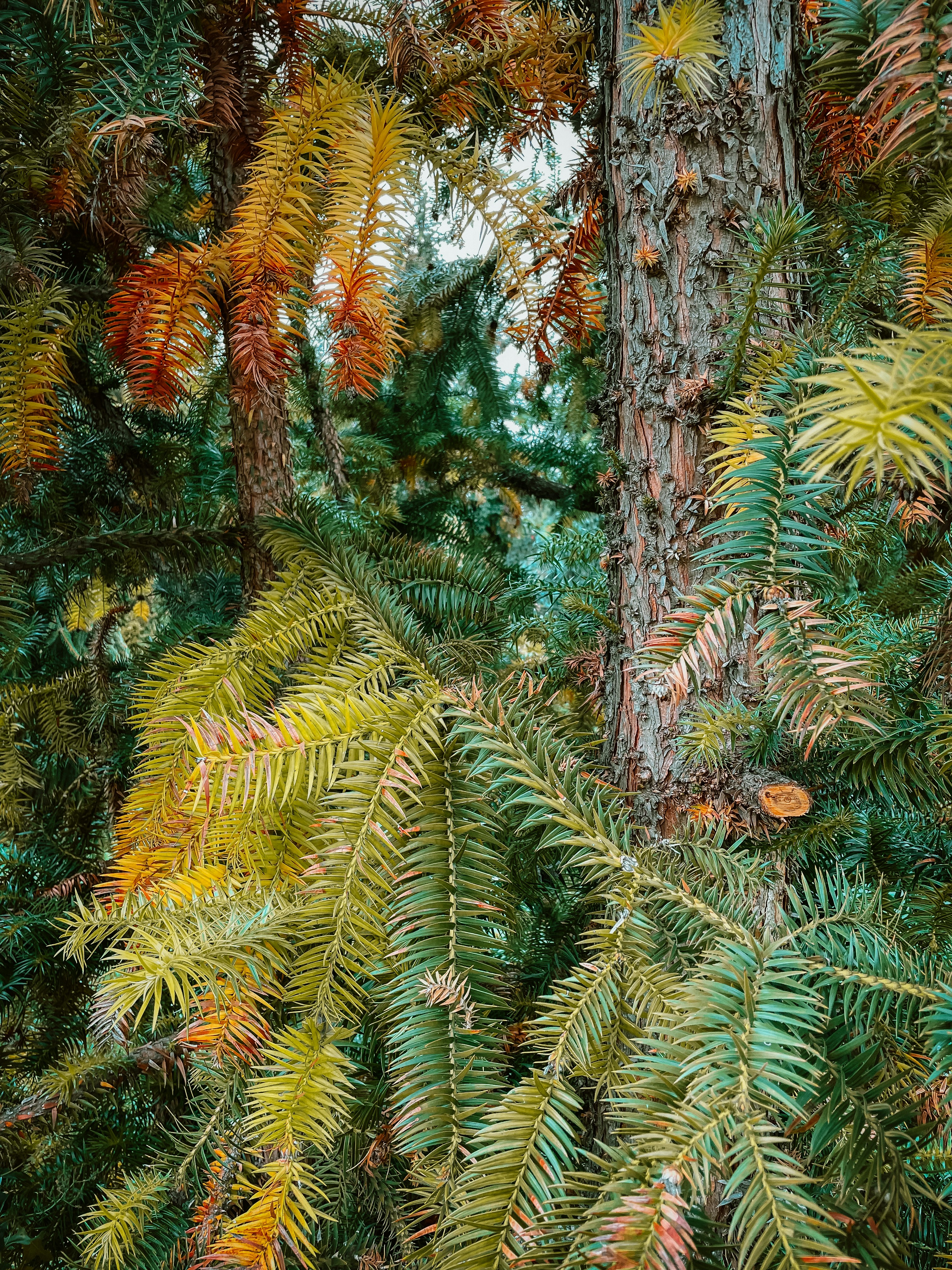 a picture of a tree with lots of leaves