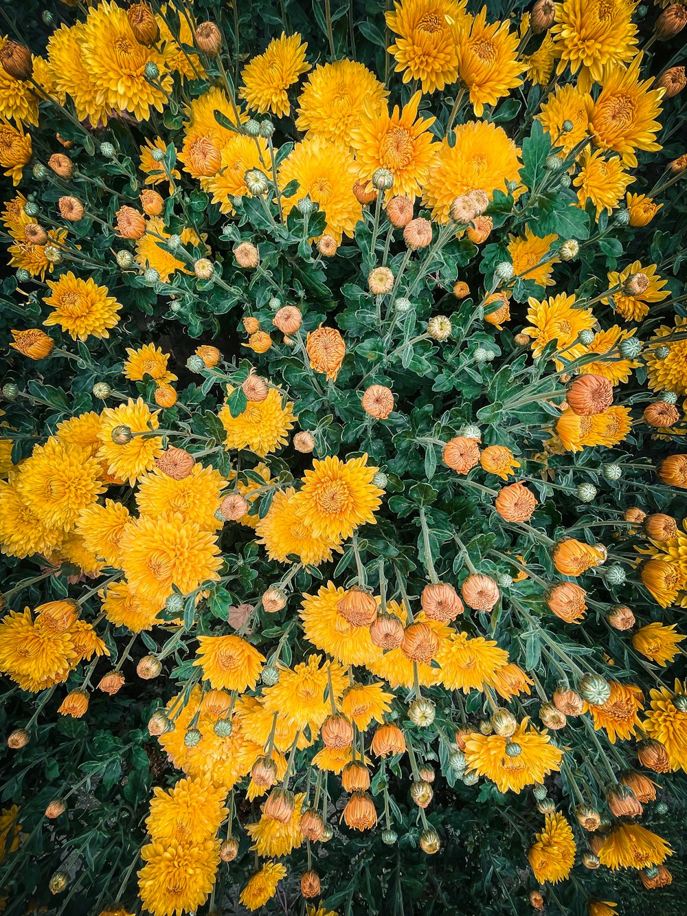 a bunch of yellow flowers that are in a vase
