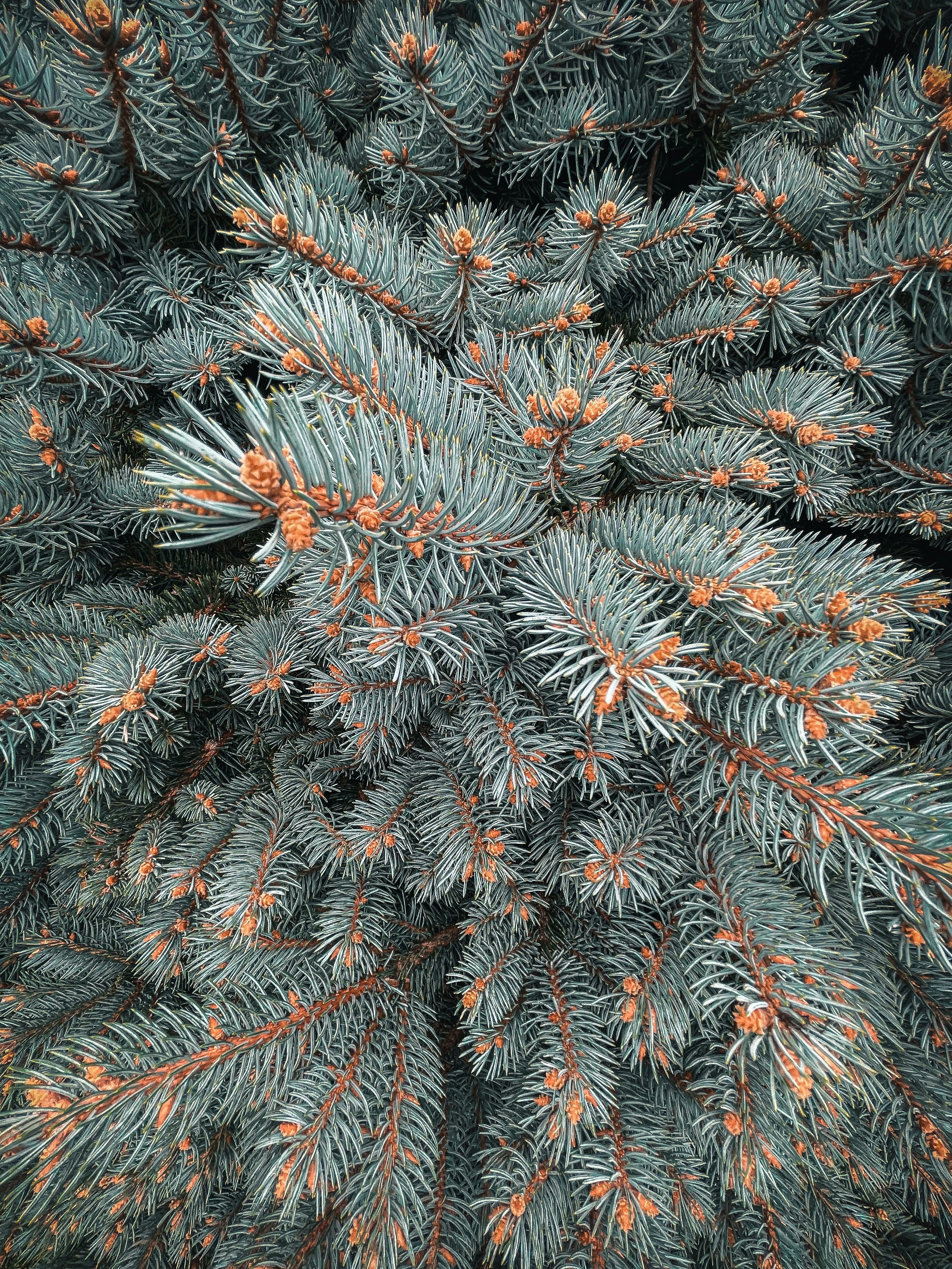 a close up view of a pine tree