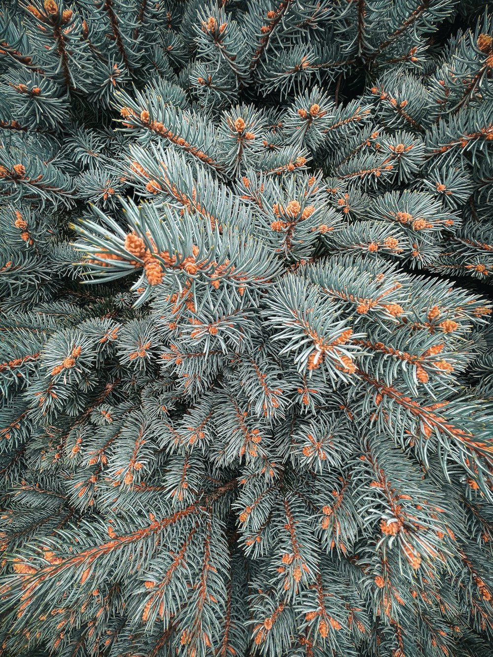 a close up view of a pine tree