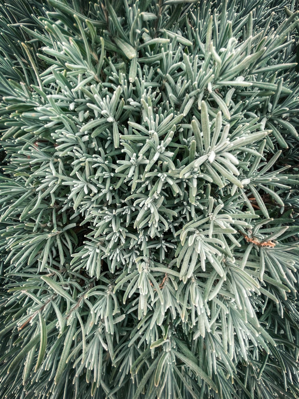 a close up of a pine tree with snow on it