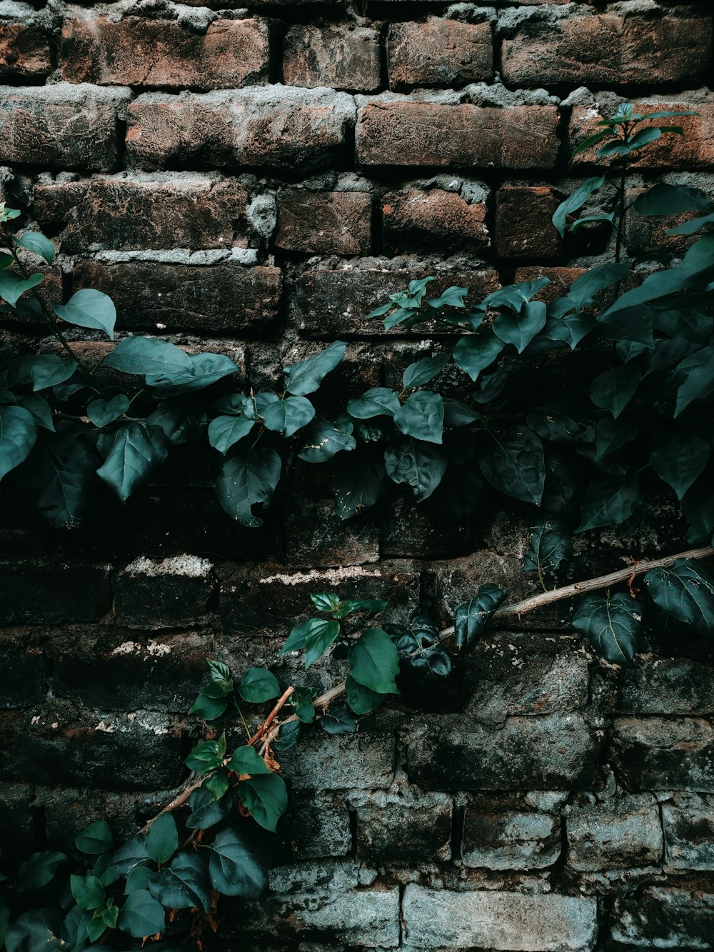 a brick wall with vines growing on it