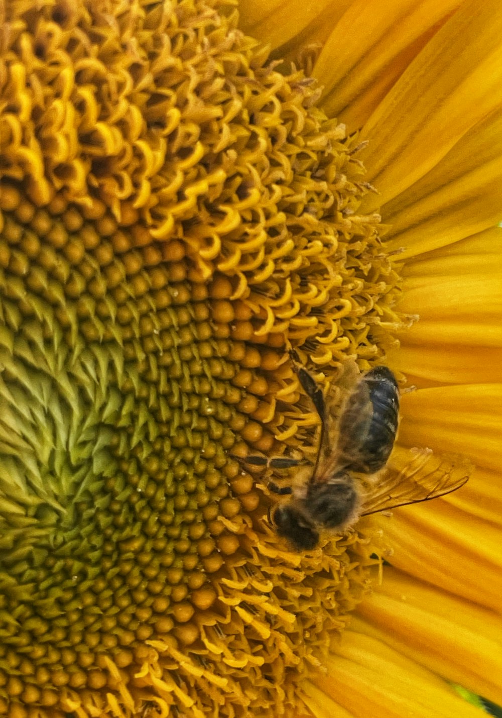 a sunflower with two bees on it