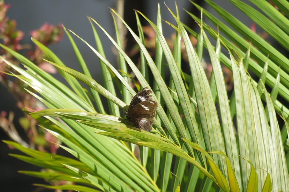 a bug sitting on top of a green leafy plant